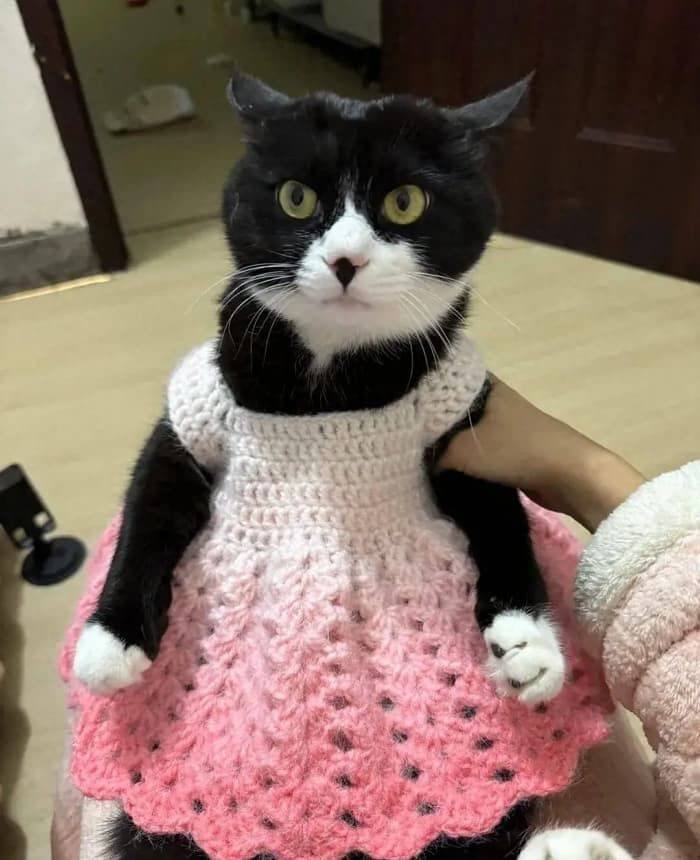 애니멀플래닛