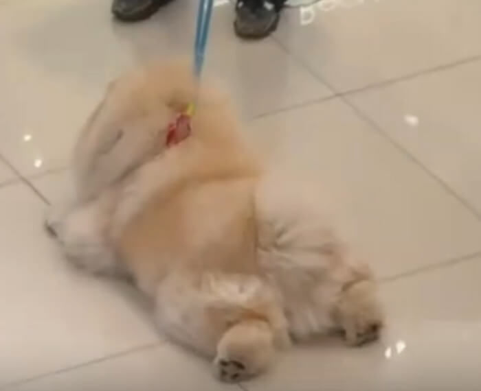 애니멀플래닛