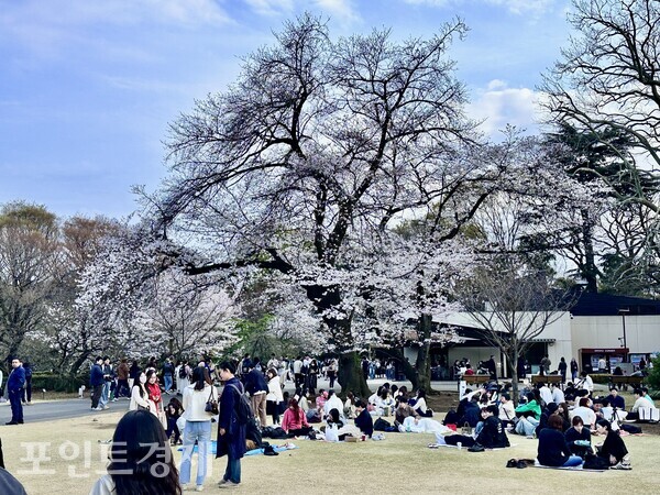 Sunlight bathed Shinjuku Gyoen, where people gathered beneath the cherry blossoms / Photo by correspondent Park Jin-woo ⓒPoint Economy