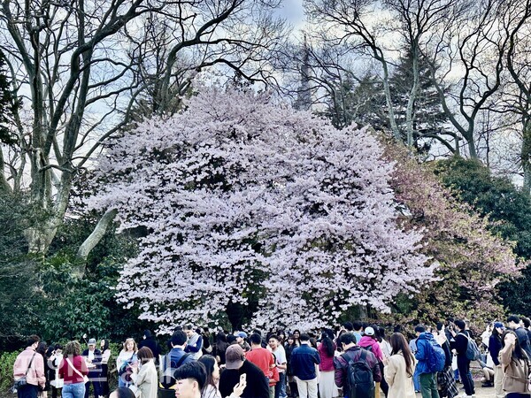 Sunlight bathed Shinjuku Gyoen, where people gathered beneath the cherry blossoms / Photo by correspondent Park Jin-woo ⓒPoint Economy