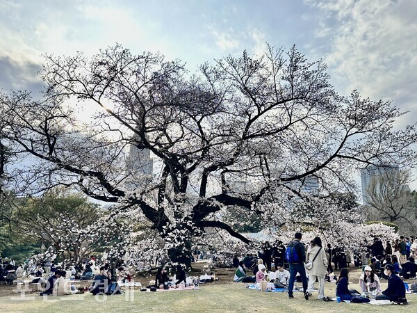 Sunlight bathed Shinjuku Gyoen, where people gathered beneath the cherry blossoms / Photo by correspondent Park Jin-woo ⓒPoint Economy