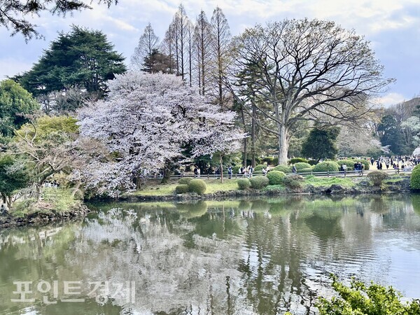 Sunlight bathed Shinjuku Gyoen at about 3 p.m. on the 28th, with people gathering beneath the cherry blossoms / Photo by correspondent Park Jin-woo ⓒPoint Economy