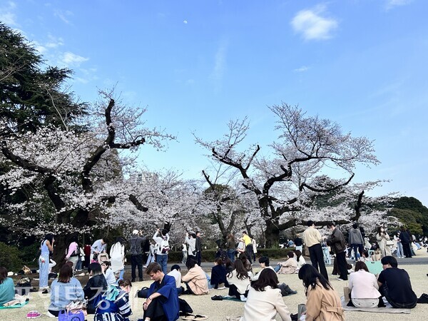 Sunlight bathed Shinjuku Gyoen, where people gathered beneath the cherry blossoms / Photo by correspondent Park Jin-woo ⓒPoint Economy