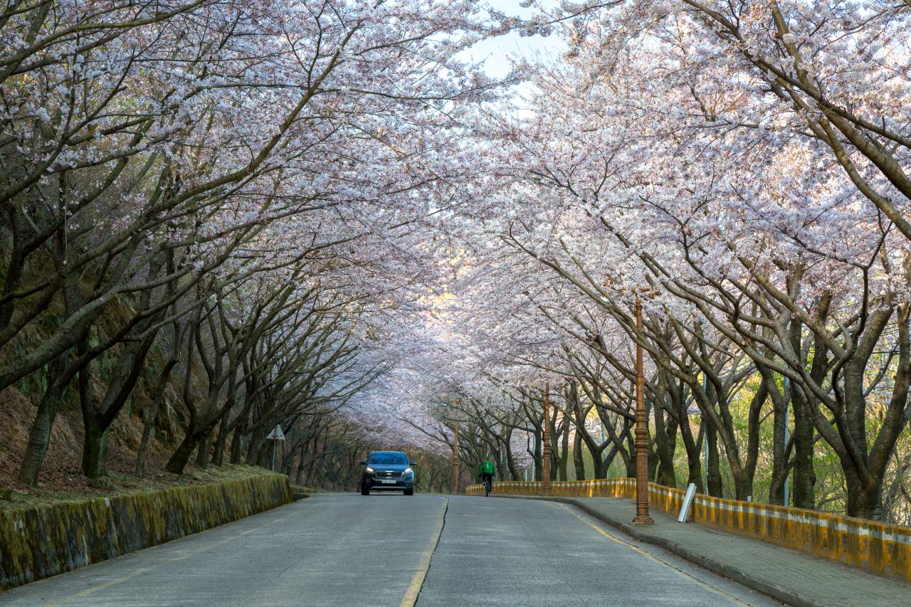 3km 구간을 달리는 벚꽃 질주 / 사진=부산관광공사 시민사진기자 권기학