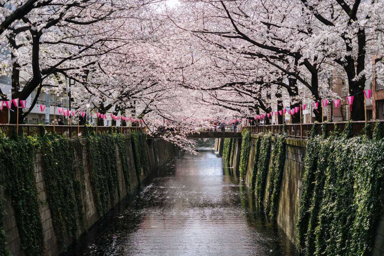 2026 개화시기는? / 사진=unsplash@bady abbas