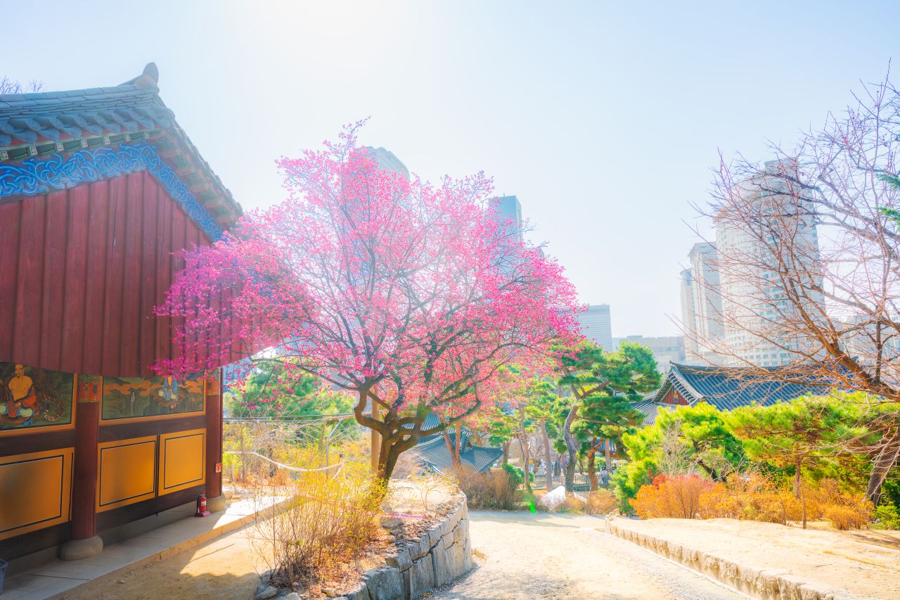 세련된 빌딩 뷰 봉은사 홍매화