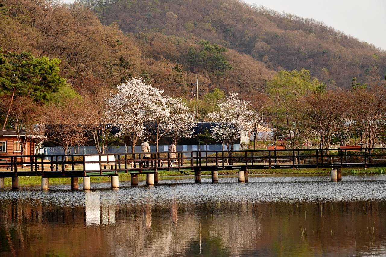 팔당호 벚꽃 드라이브 / 사진=경기관광플랫폼@nara_story