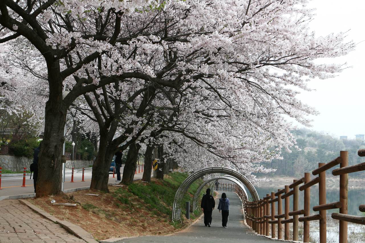 은파호수공원 벚꽃 / 사진=군산시