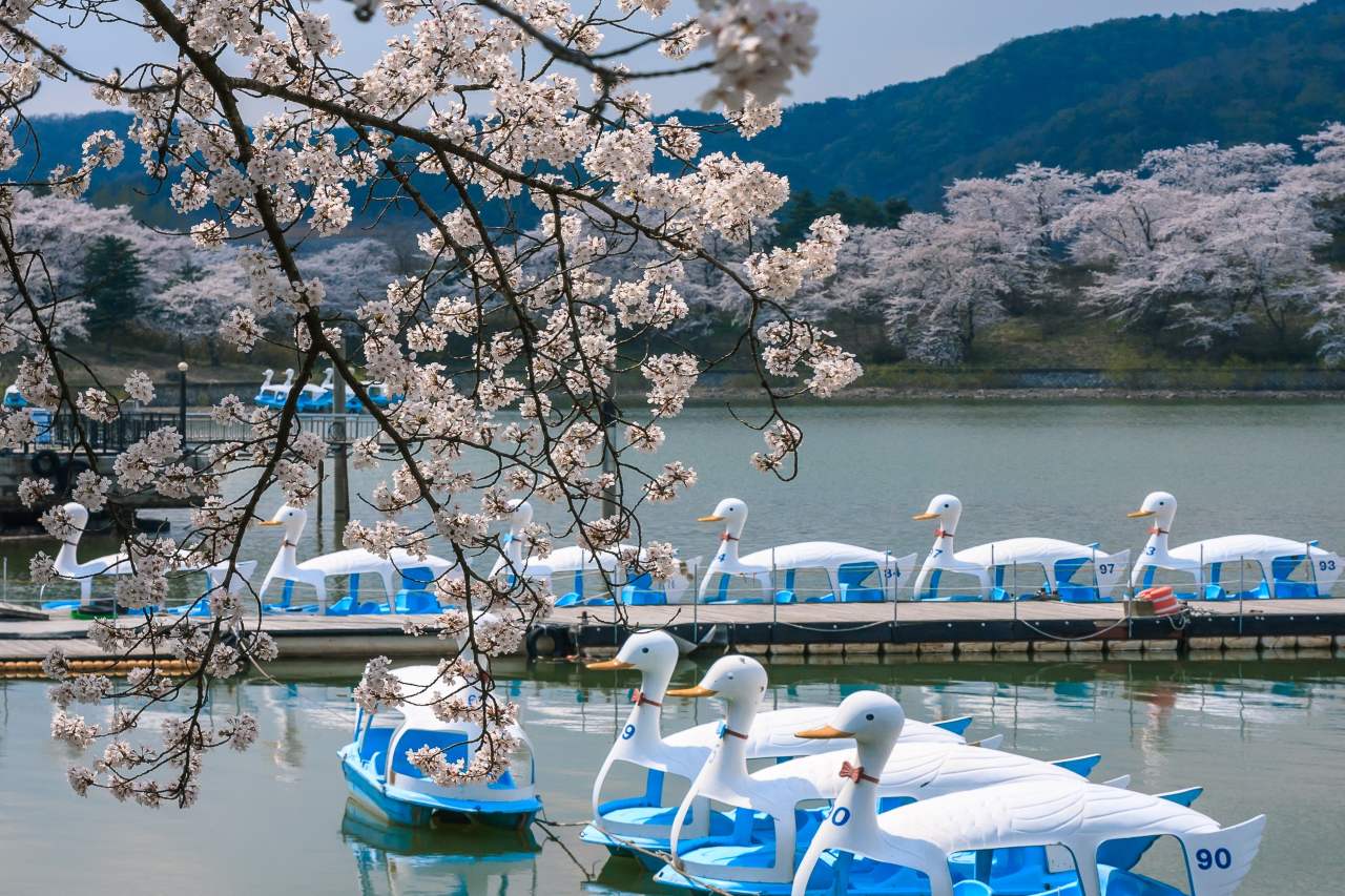 보문호 벚꽃길 / 사진=경주문화관광 이주빈