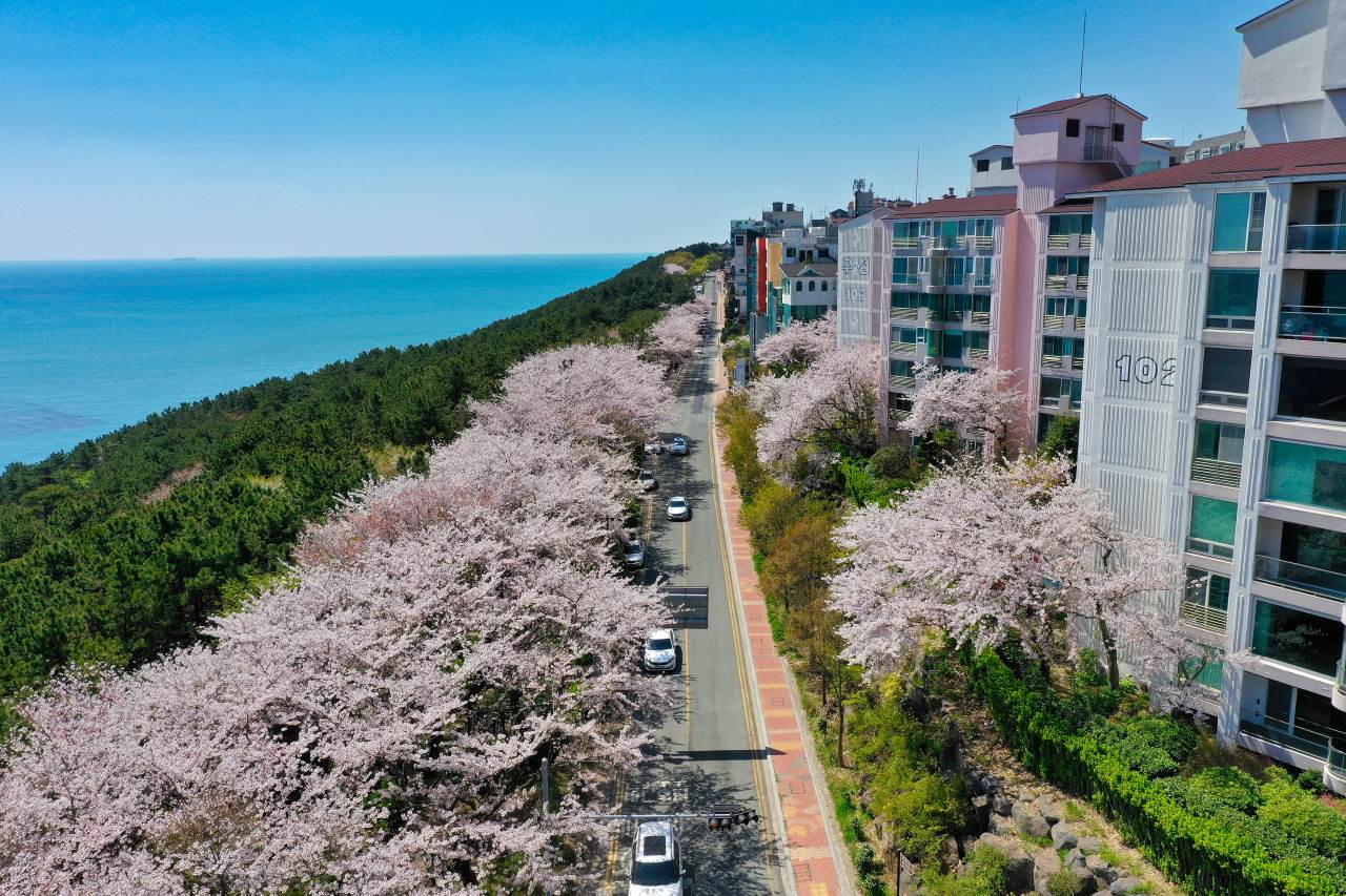 부산 달맞이길 / 사진=부산관광공사@써머트리