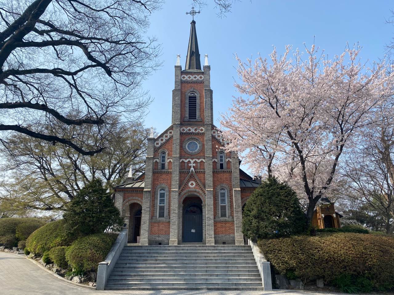 공세리성당 벚꽃 / 사진=공공누리 충청남도 아산시