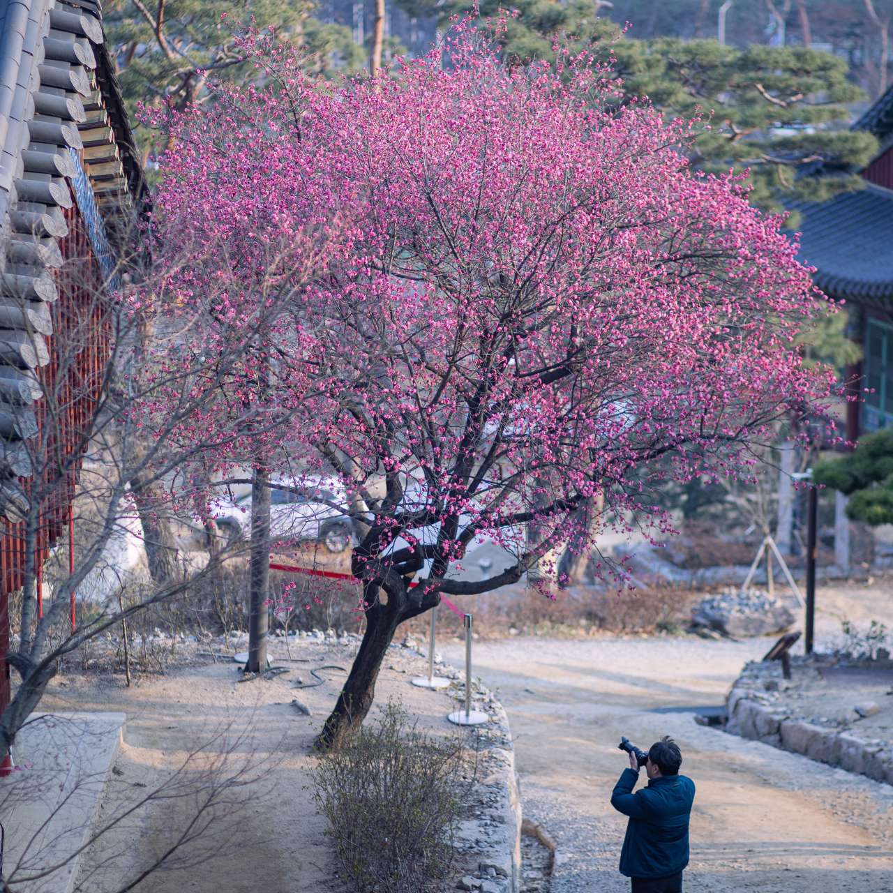 서울 매화 명소 봉은사