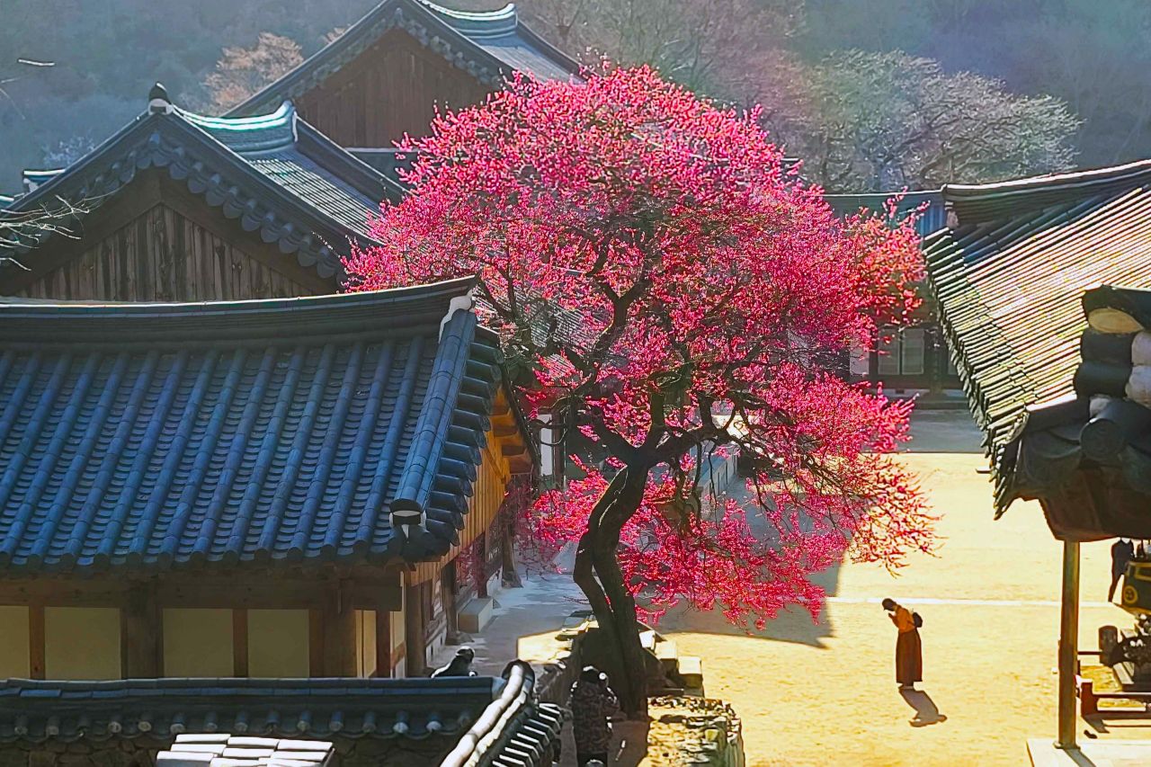 지리산 화엄사 홍매화 / 사진=한국관광공사 포토코리아@차선자