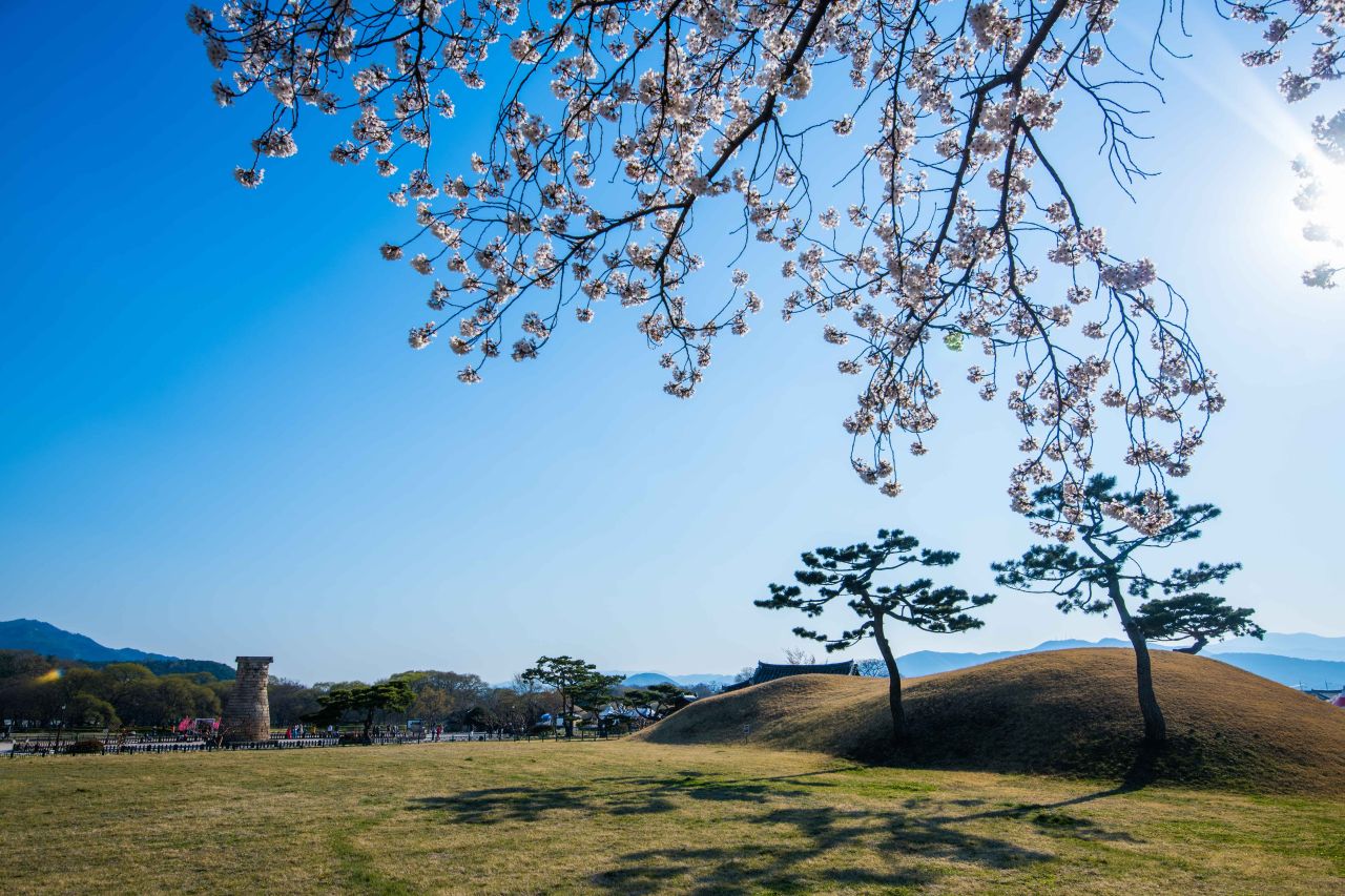 첨성대 일대 벚꽃 / 사진=한국관광공사 포토코리아@라이브스튜디오
