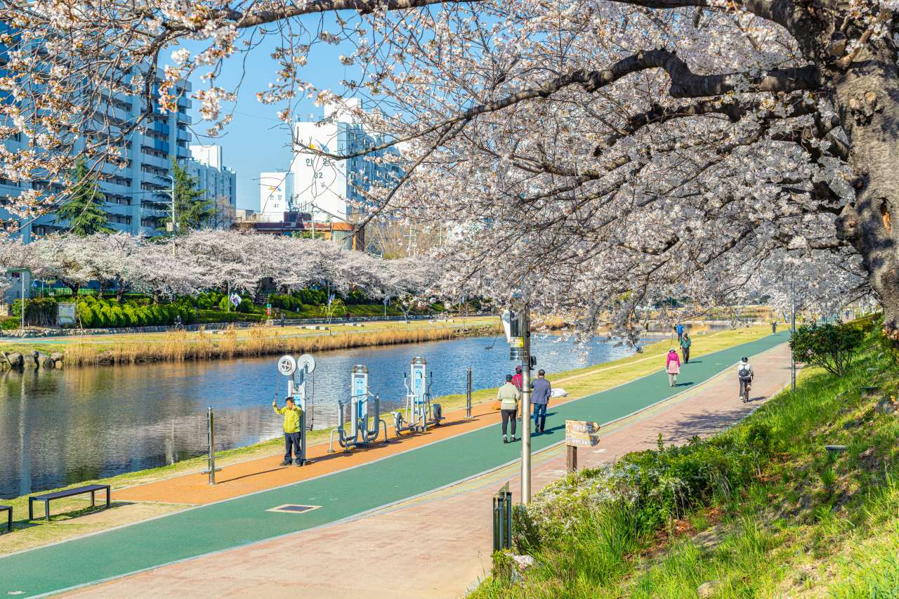 부산 온천천 벚꽃과 즐기는 라이딩 / 사진=부산관광공사 하이픈그룹