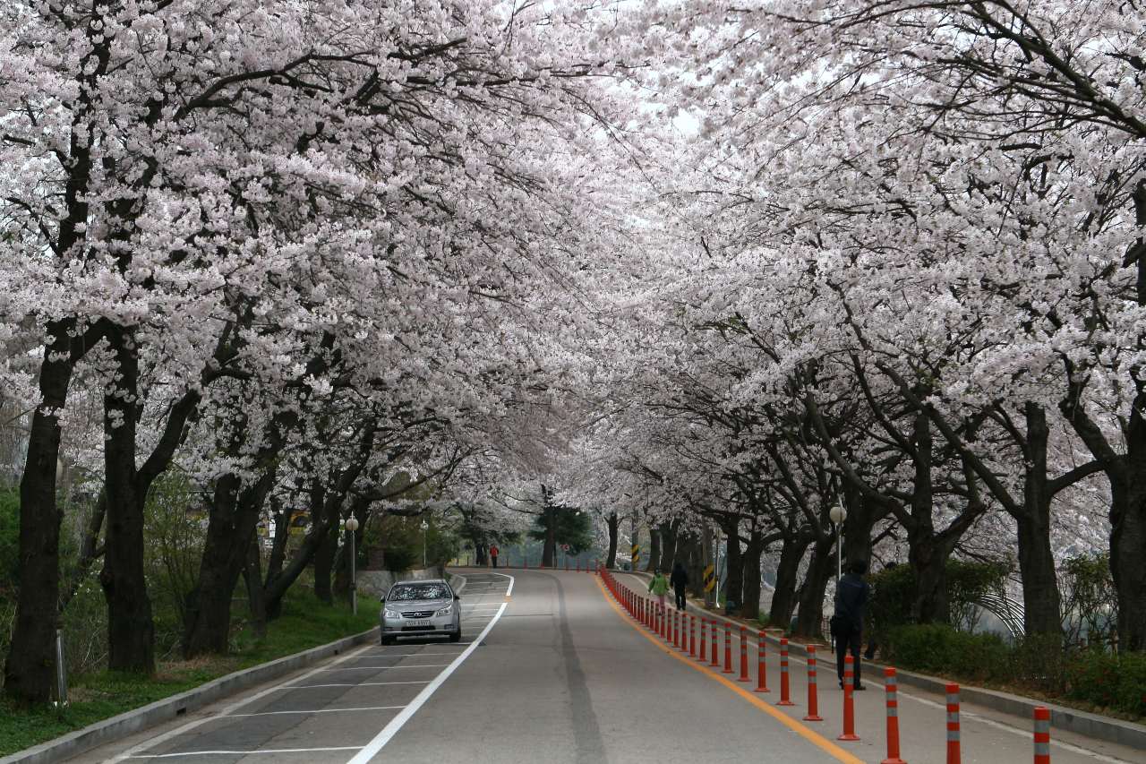 2026 군산 벚꽃 축제 일정 / 사진=군산시