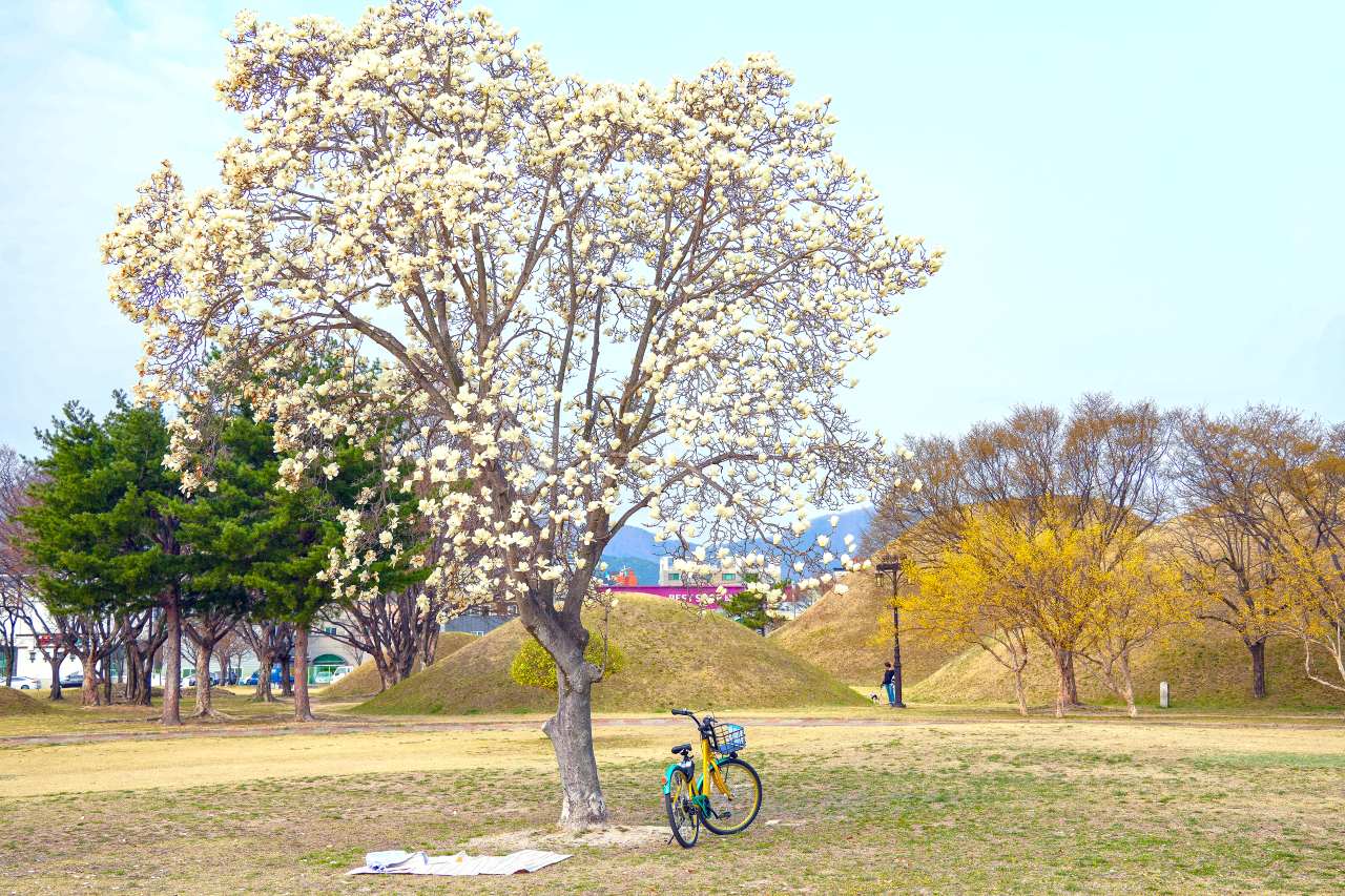 노서동고분군 목련