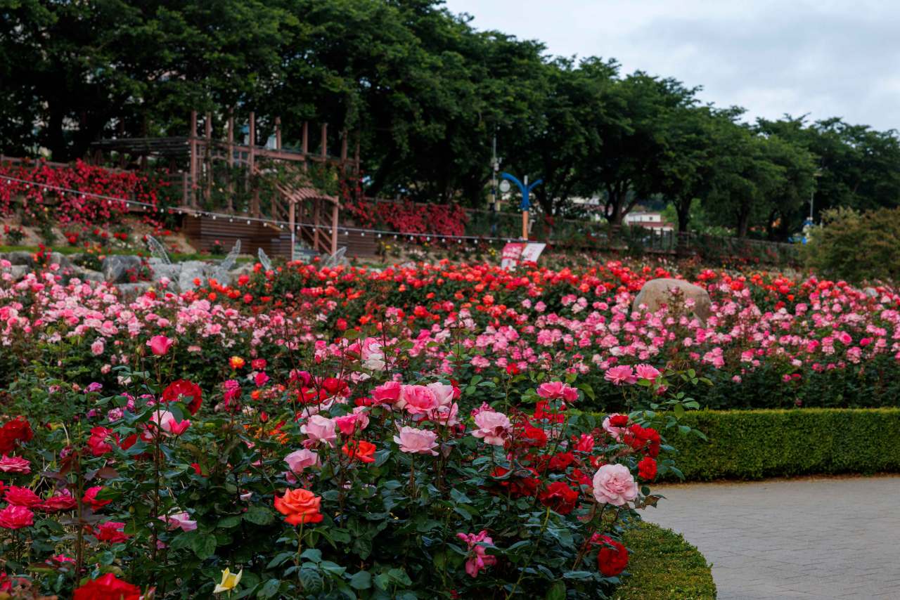 Samcheok Rose Park tips / Photo: Korea Tourism Organization Photo Korea @ Son Myung-kwon