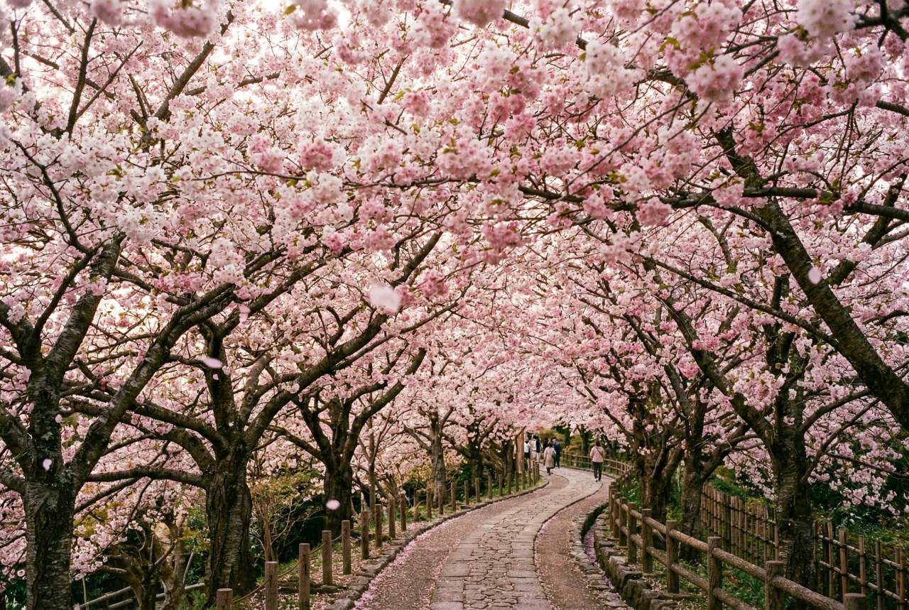 &nbsp;   Cherry blossoms on Paldal Mountain / ⓒInformatics View