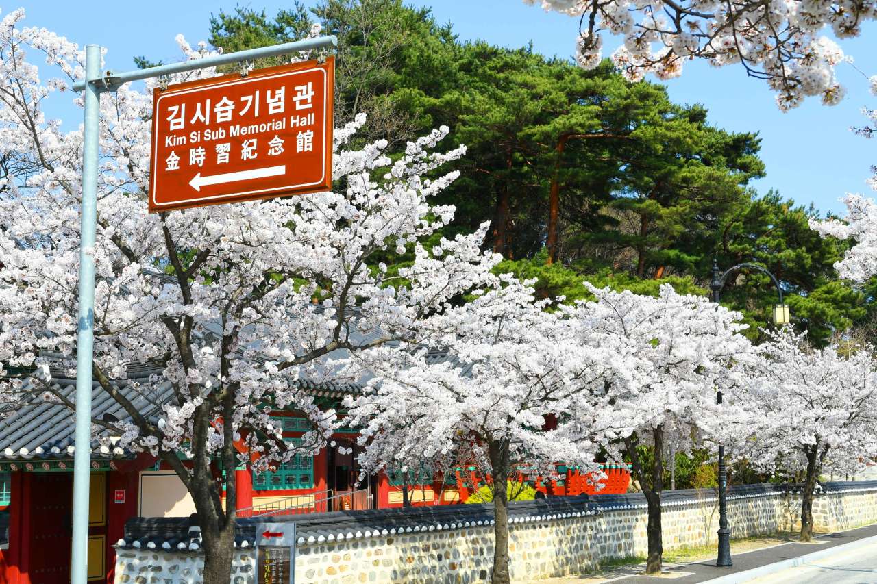 김시습기념관 벚꽃 / 사진=한국관광공사 포토코리아@강원지사