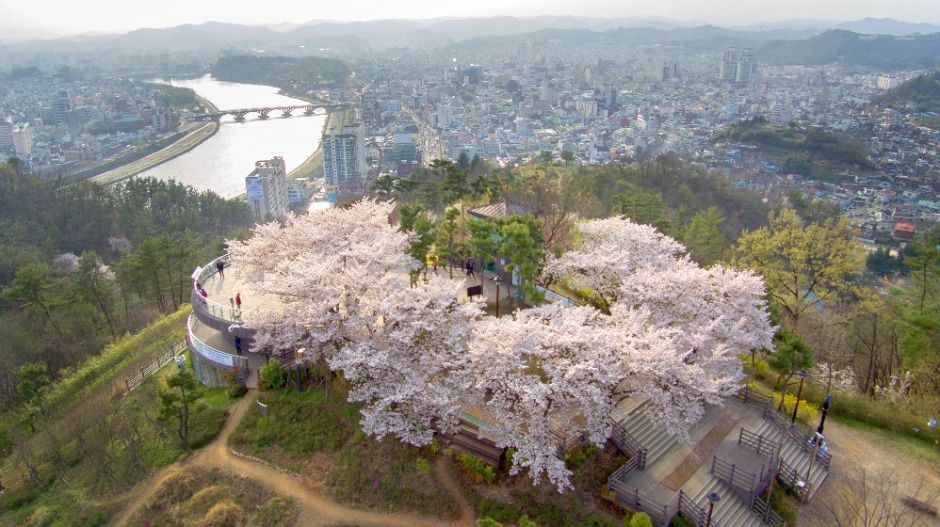 전망대에 핀 벚꽃