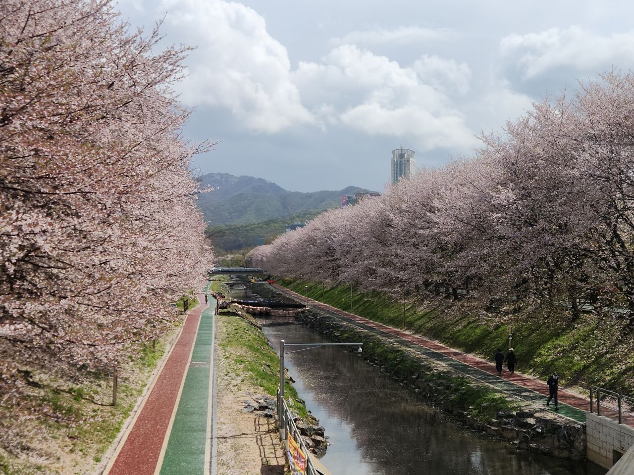 양재천 벚꽃 / 직접촬영