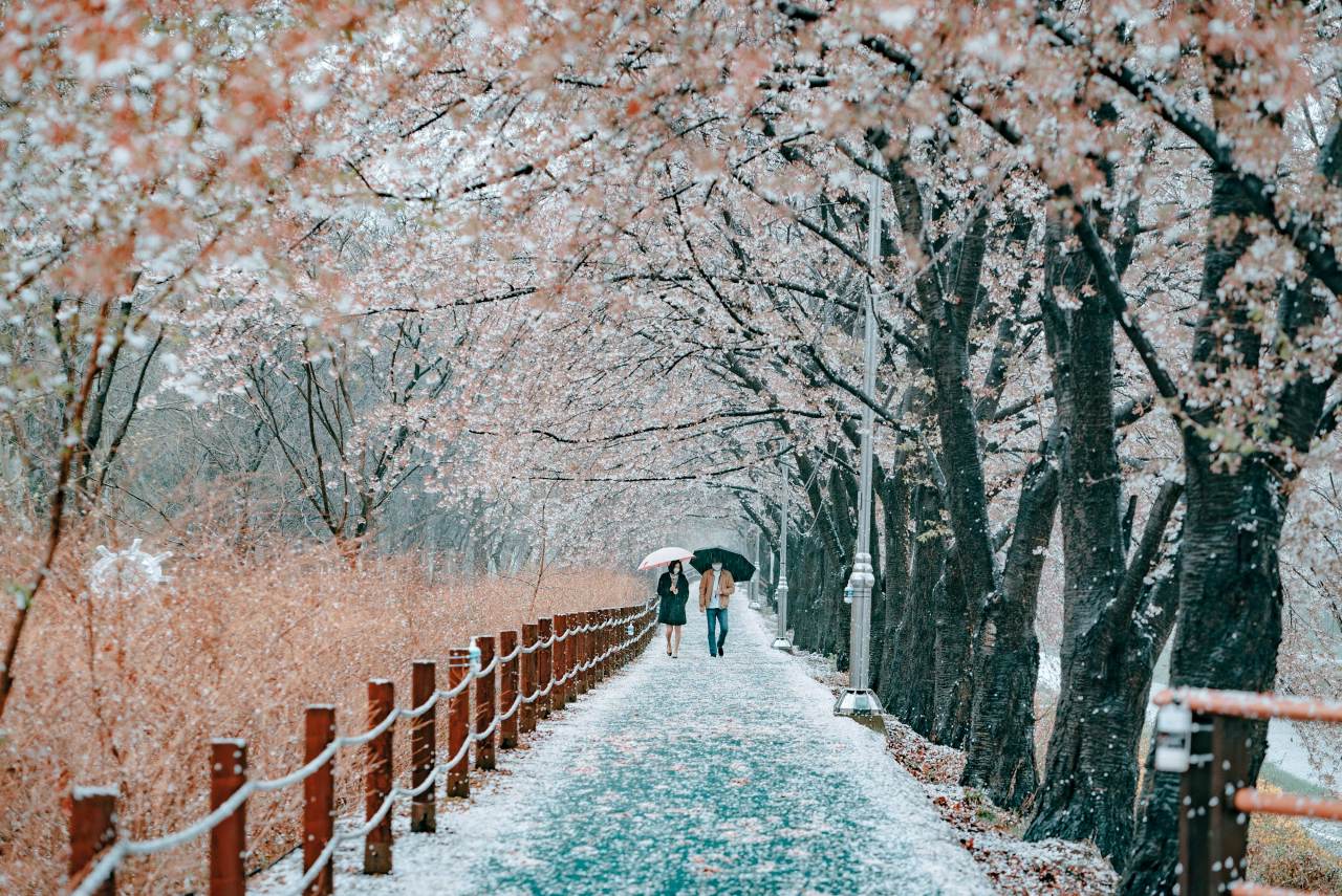 4월 벚꽃 명소 추천 / 사진=unsplash@Daniel Bernard