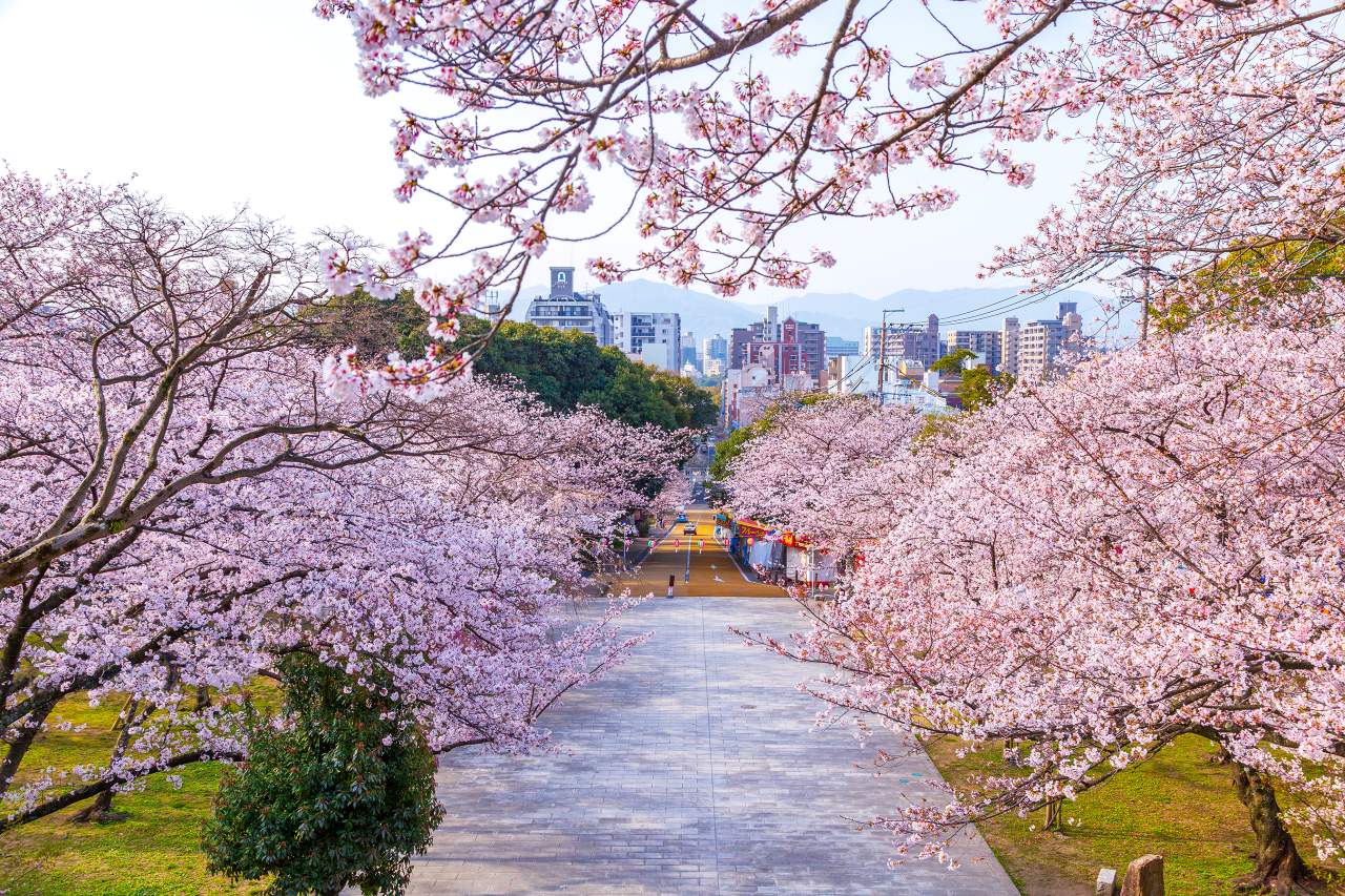 일본 벚꽃 명소 100선 니시공원