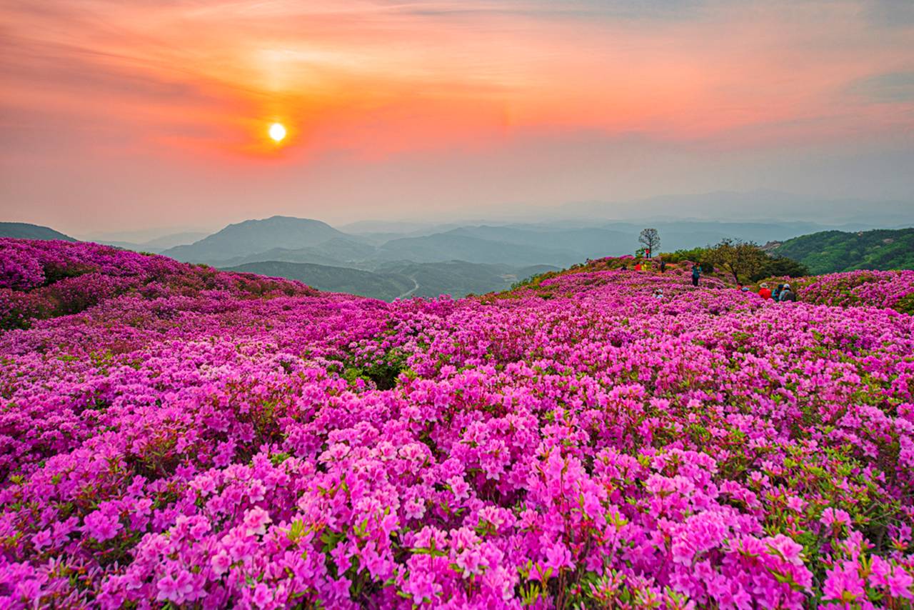 황매산 철쭉 명소