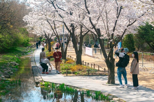 벚꽃 서울 출사 명소 추천 / 사진=서울관광재단