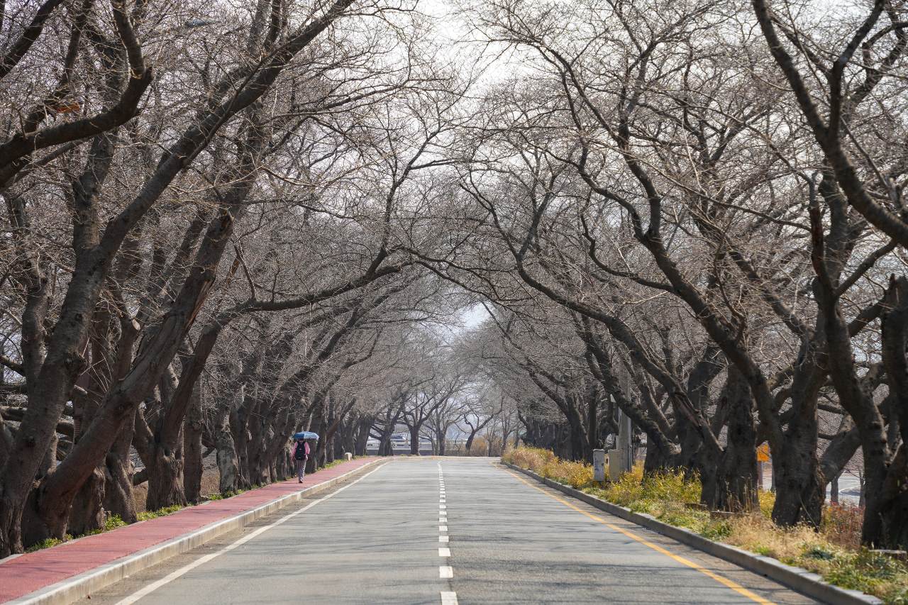 한국의 아름다운 길 100선 흥무로 벚꽃길 / 사진=경주문화관광