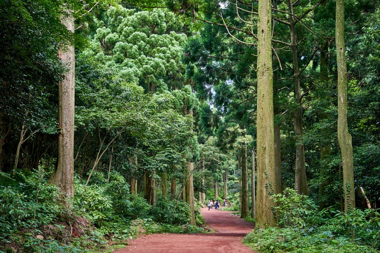 春の息吹を感じる！西帰浦の絶景スポット4選