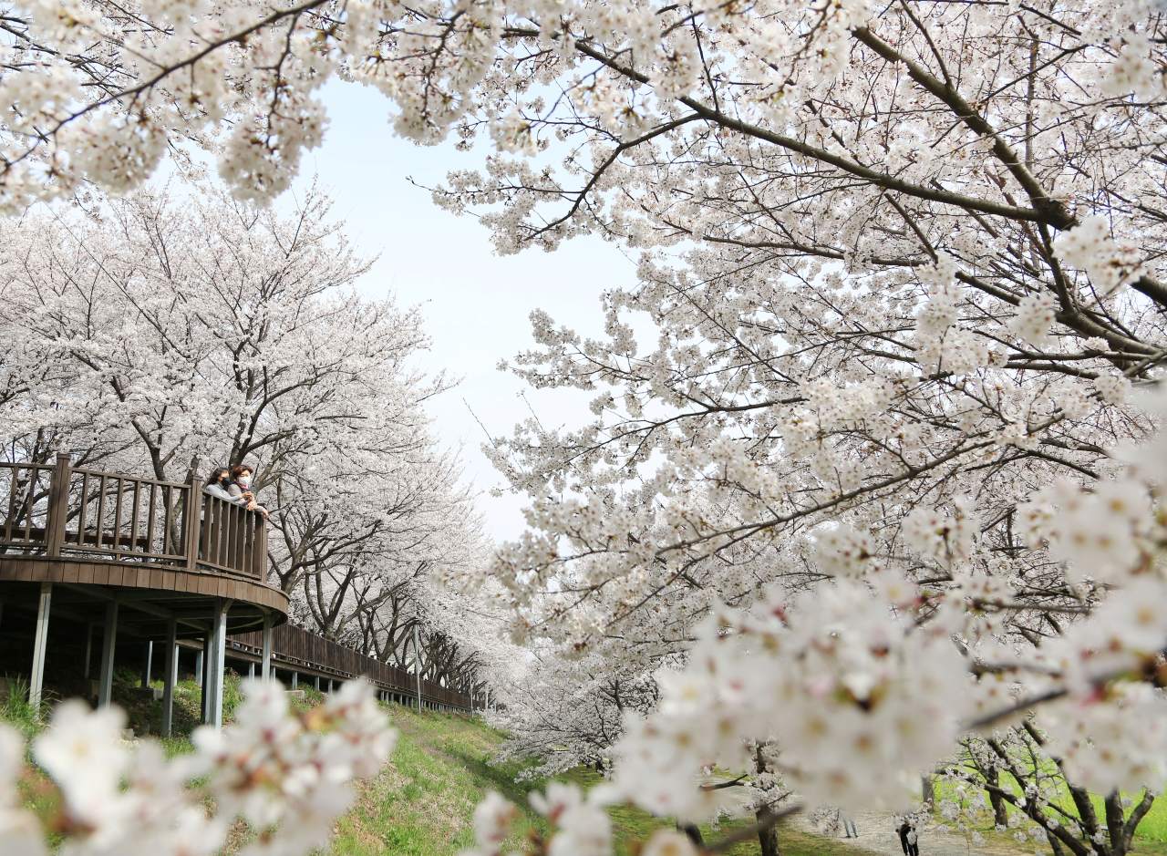삼문동벚꽃길