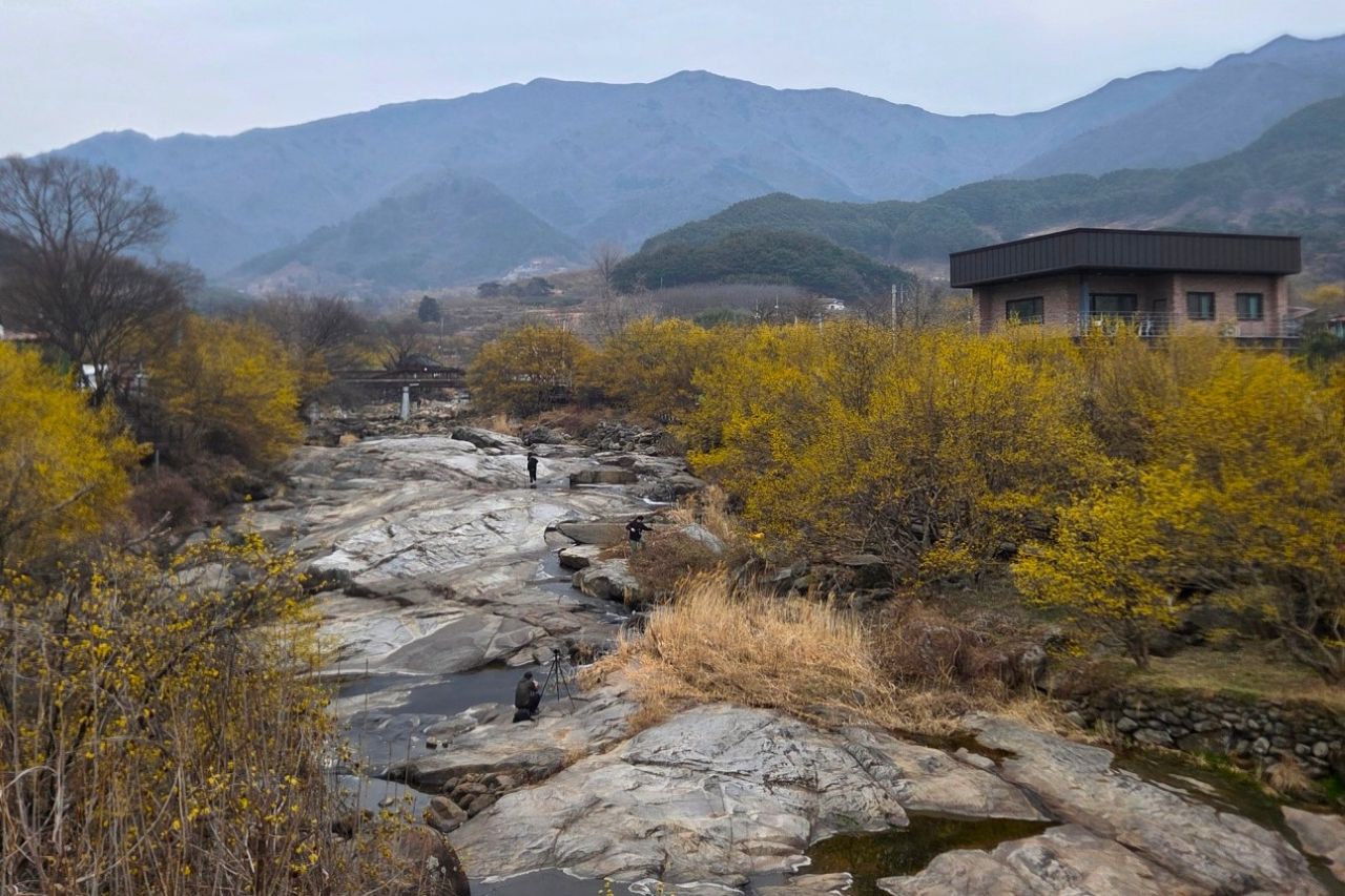 3월 15일 개화현황 / 사진=2026 구례 산수유 축제 공식누리집