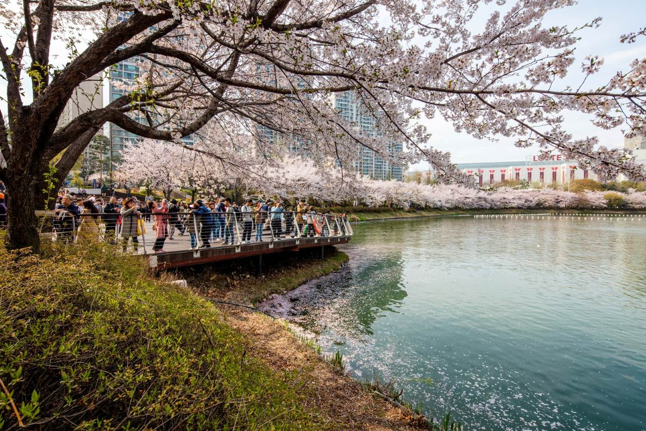 Seokchon Lake cherry blossoms / Photo: Seoul Research Data Service