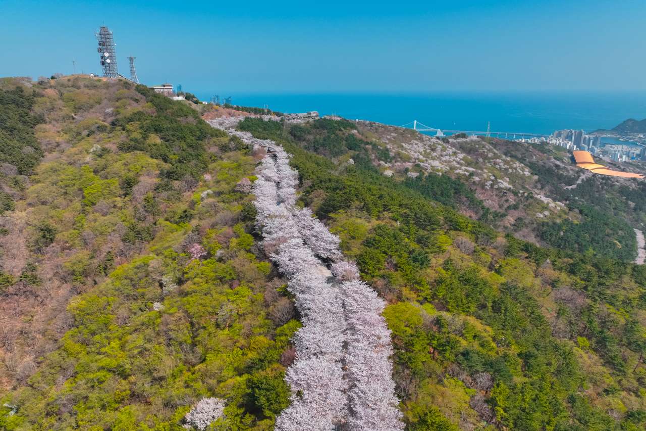 황령산 벚꽃 전경