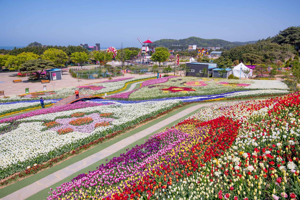 2019 태안 세계튤립축제 모습 / 사진=한국관광공사 포토코리아@라이브스튜디오