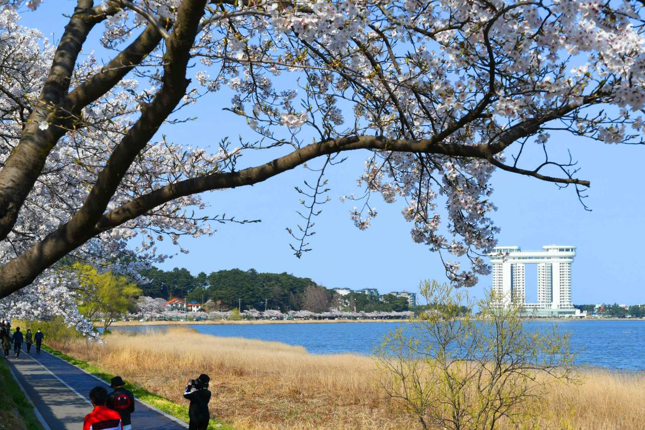 강릉 경포호 벚꽃