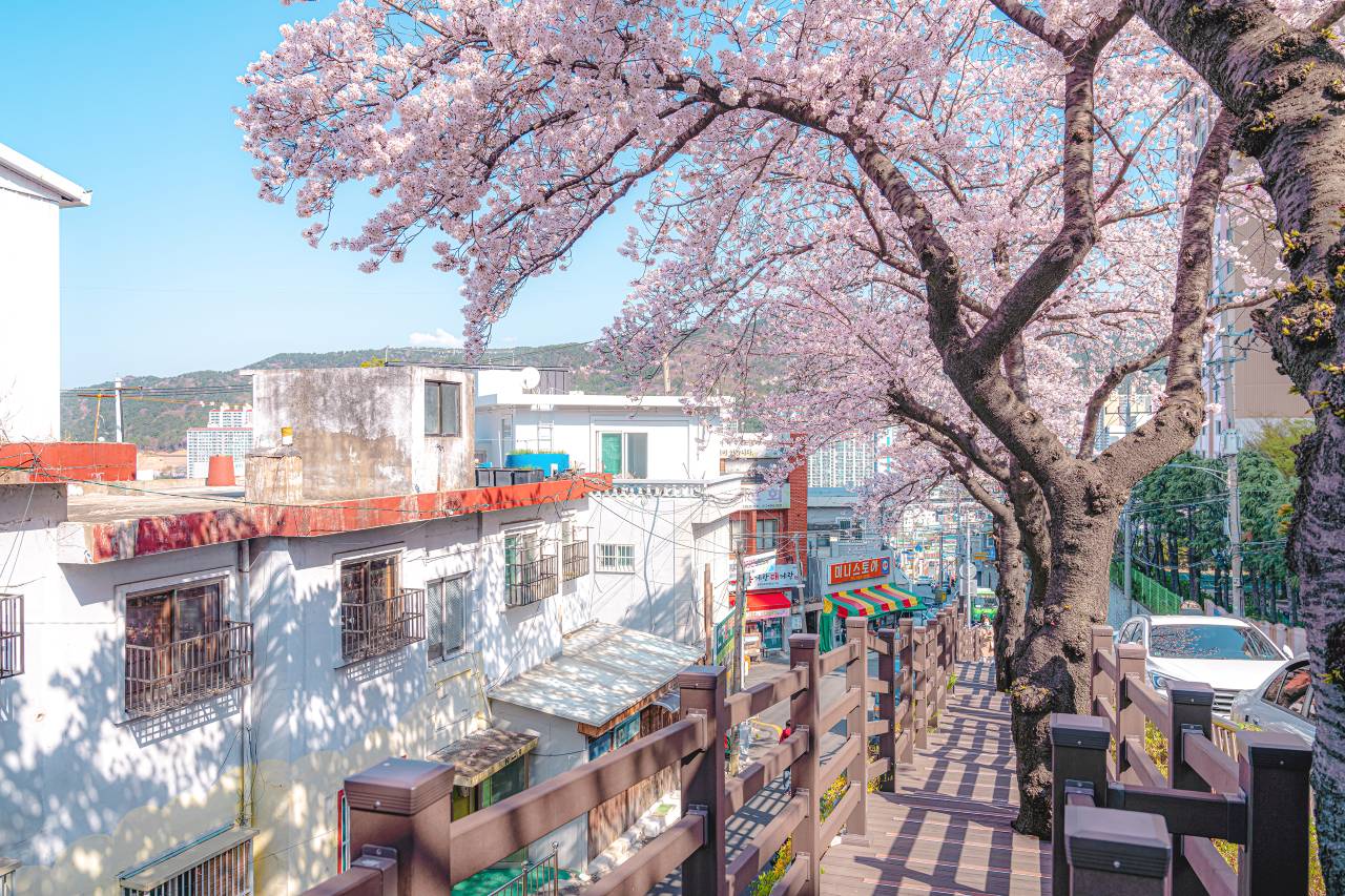개금 벚꽃길