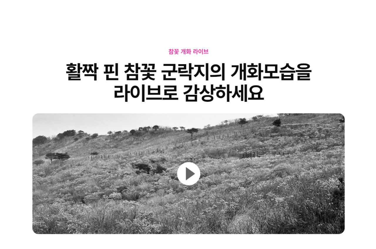 진달래 개화체크는 이렇게 / 사진=비슬산 참꽃문화제 공식누리집 캡처