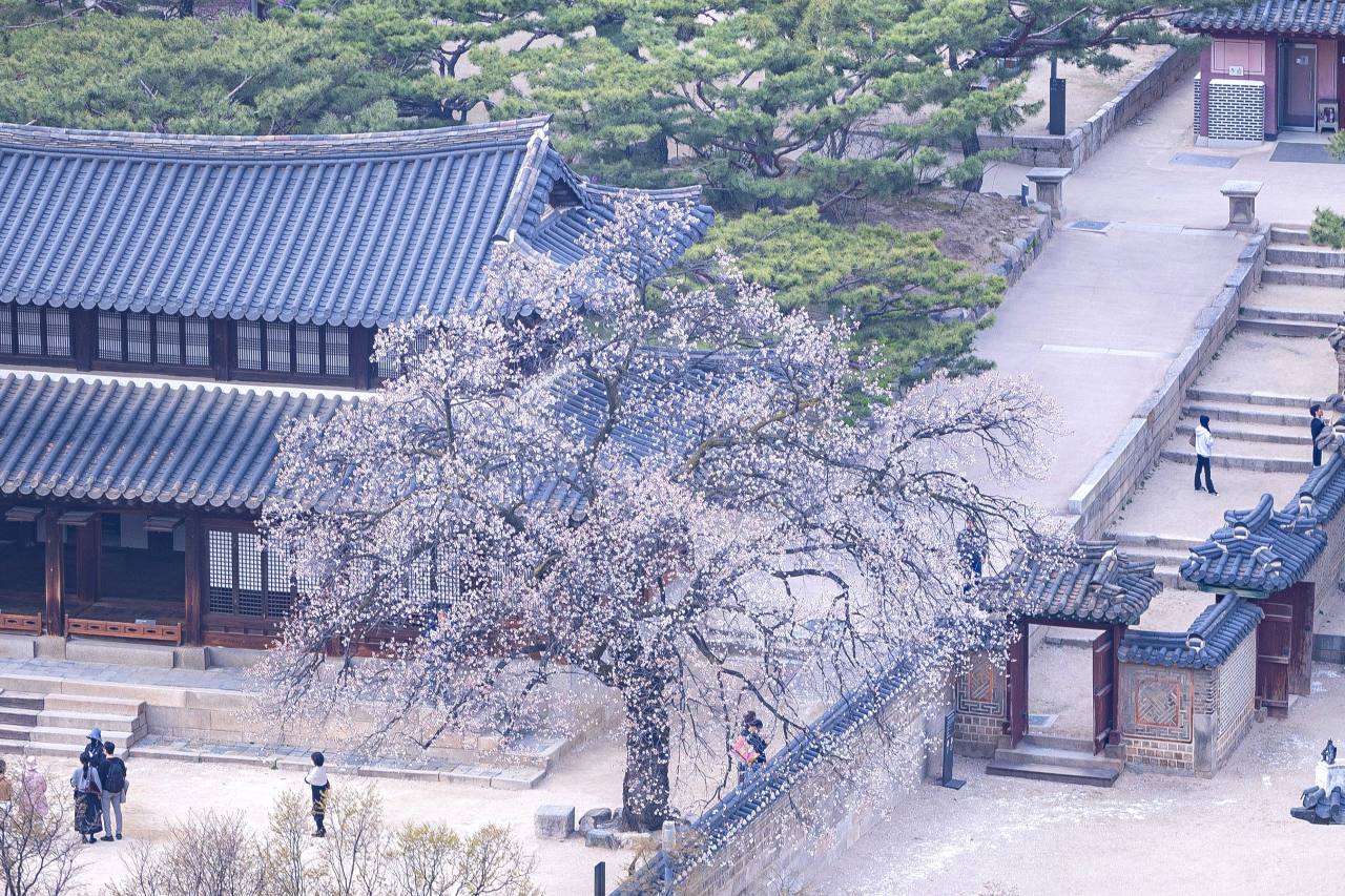 살구꽃 꽃말 / 사진=서울관광재단
