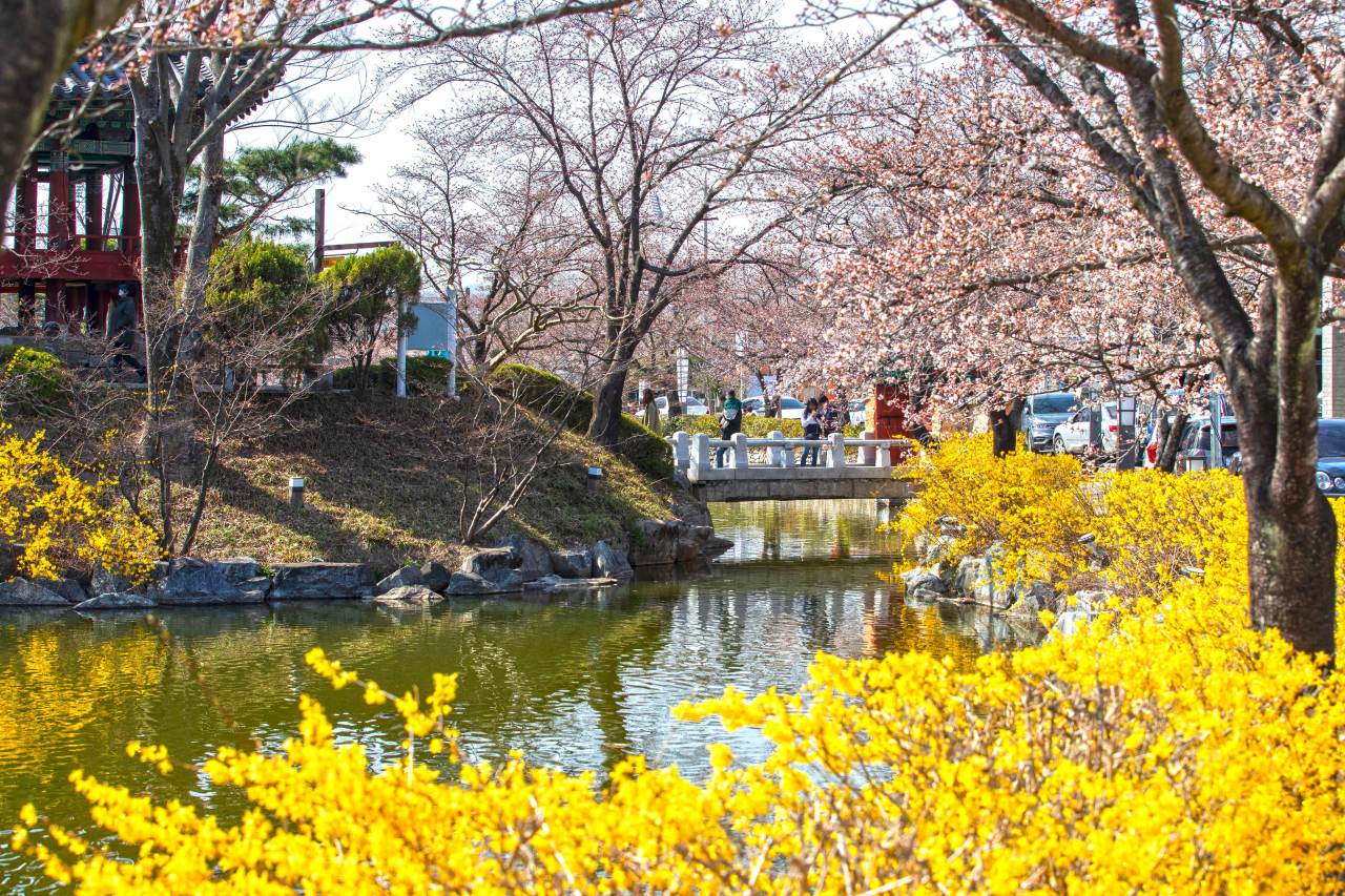 2026 김천 연화지 벚꽃 축제 / 사진=한국관광공사 포토코리아@이범수