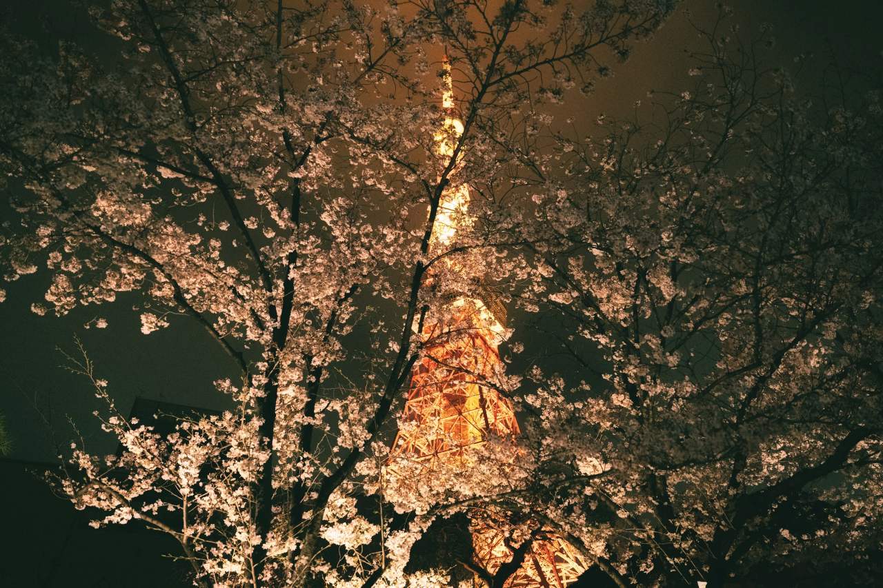 언제가면 좋을까? / 사진=unsplash@ayumi kubo