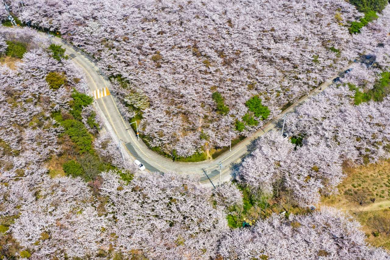 황령산 벚꽃 로드 / 사진=부산관광공사 써머트리
