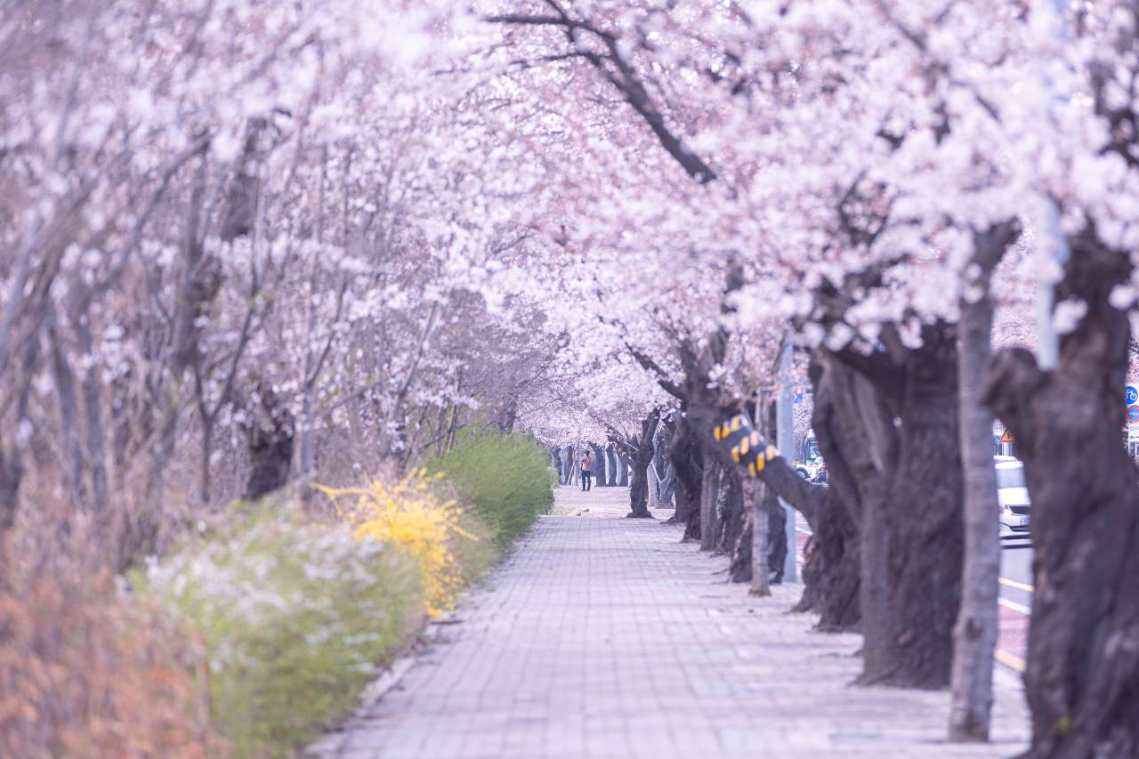 윤중로 벚꽃길 / 사진=서울관광재단
