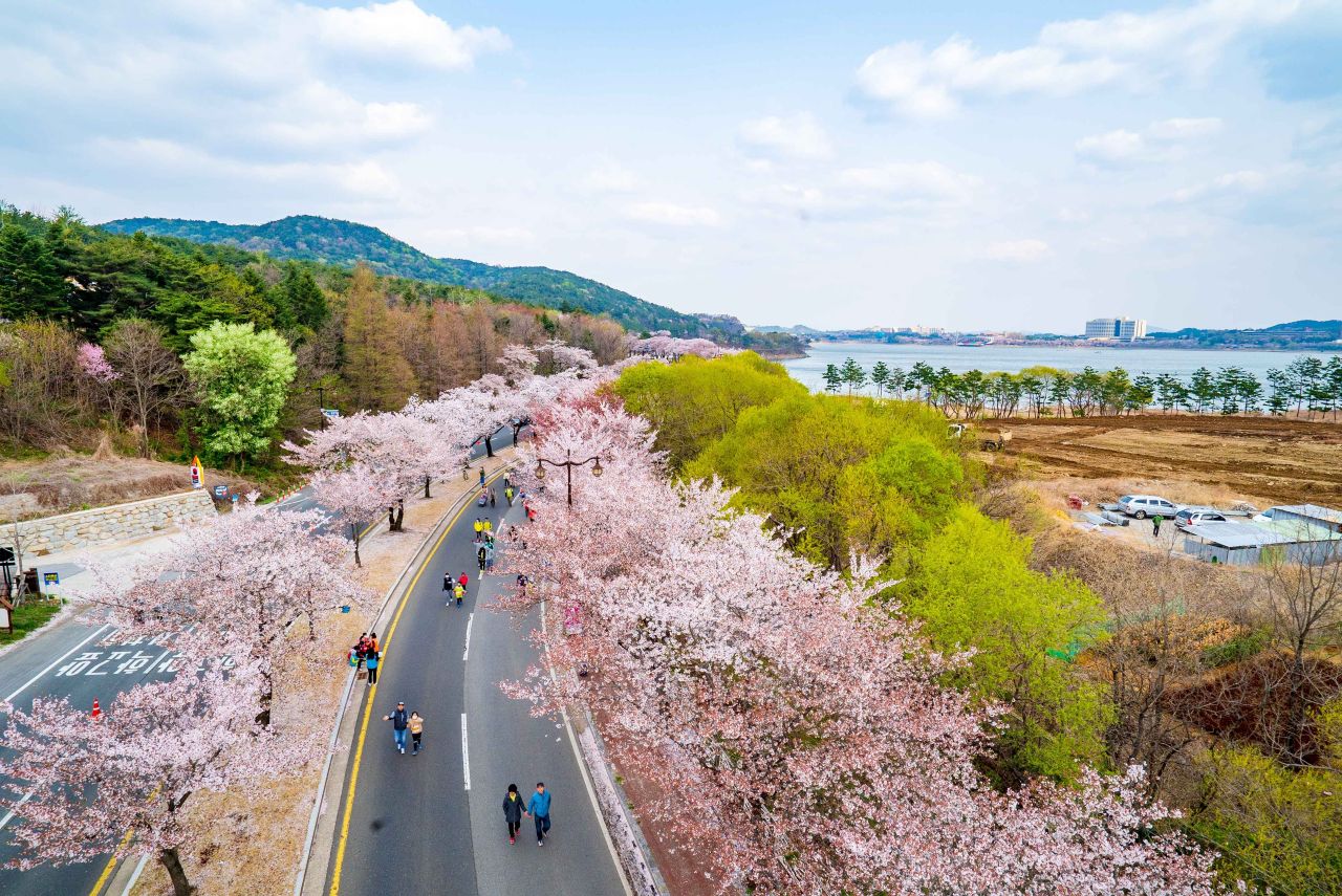경주 벚꽃 명소 추천, 올해 봄에 꼭 걸어봐야 할 핵심 코스 4곳 | 인포매틱스뷰