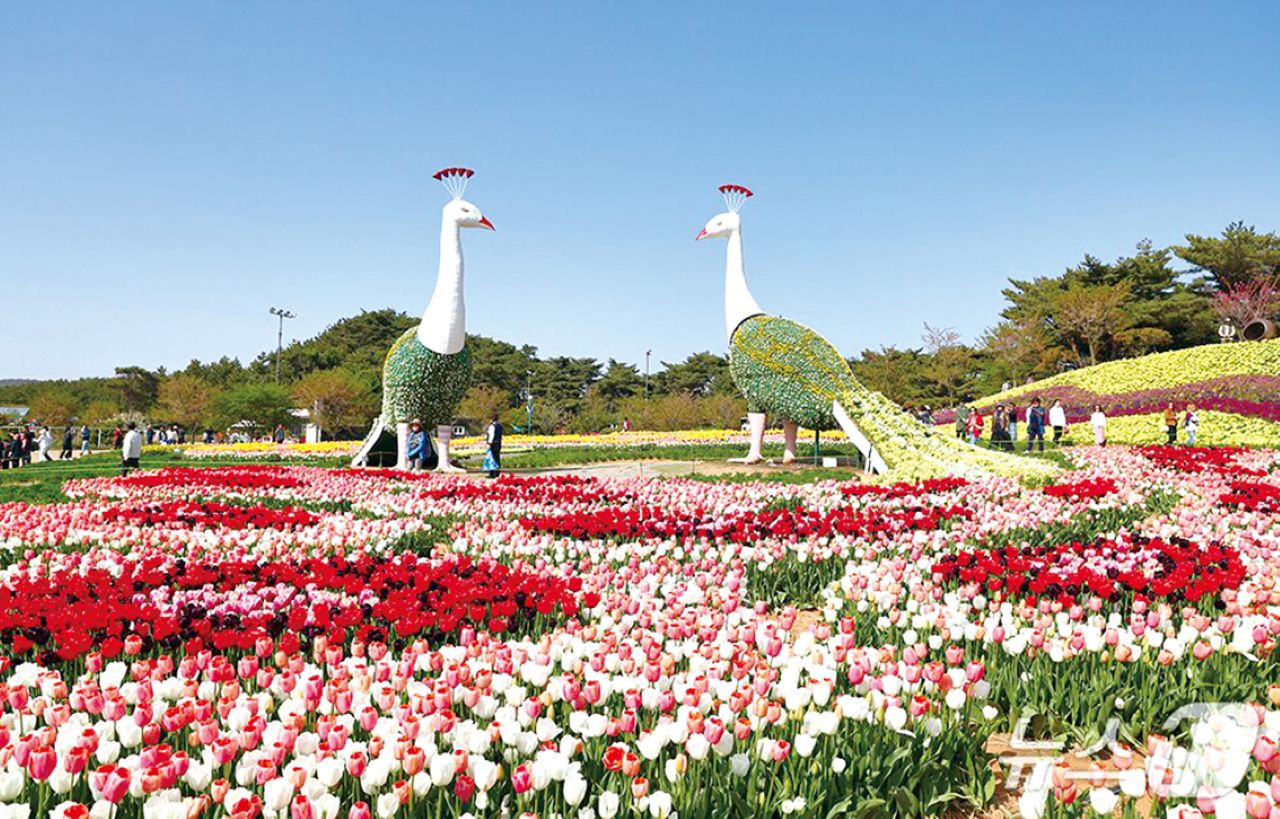 2026 태안 튤립축제 정보 / 사진=충청남도 공식누리집 도정신문 (deun127@korea.kr)