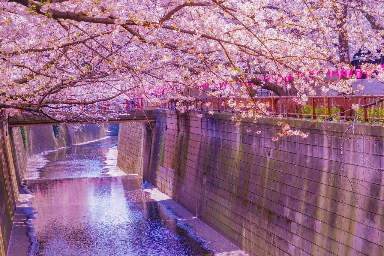 Nakameguro Cherry Blossom: Insider Tips