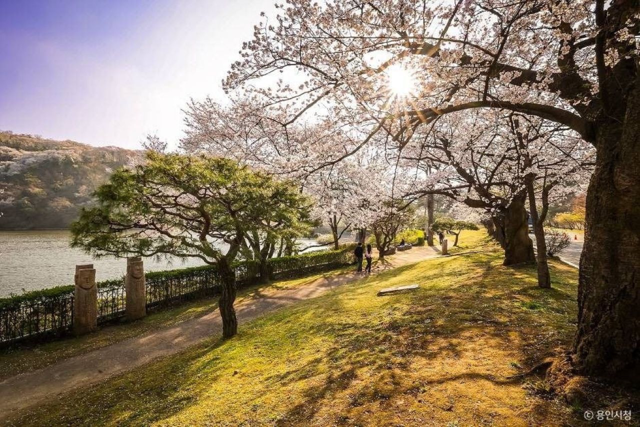 고요한 커플 데이트 하기 좋은 용인 벚꽃 명소