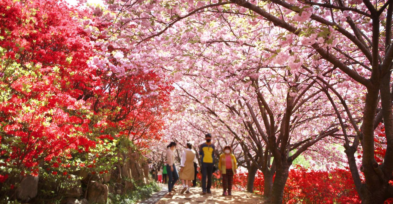 완산칠봉 꽃동산 겹벚꽃 터널 